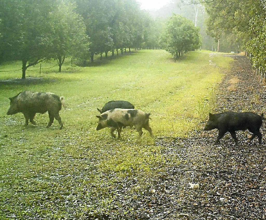 Pigs caught on motion activated cameras enter McConachie’s orchard at Wolvi in July. Pigs caught on motion activated cameras enter McConachie’s orchard at Wolvi in July.