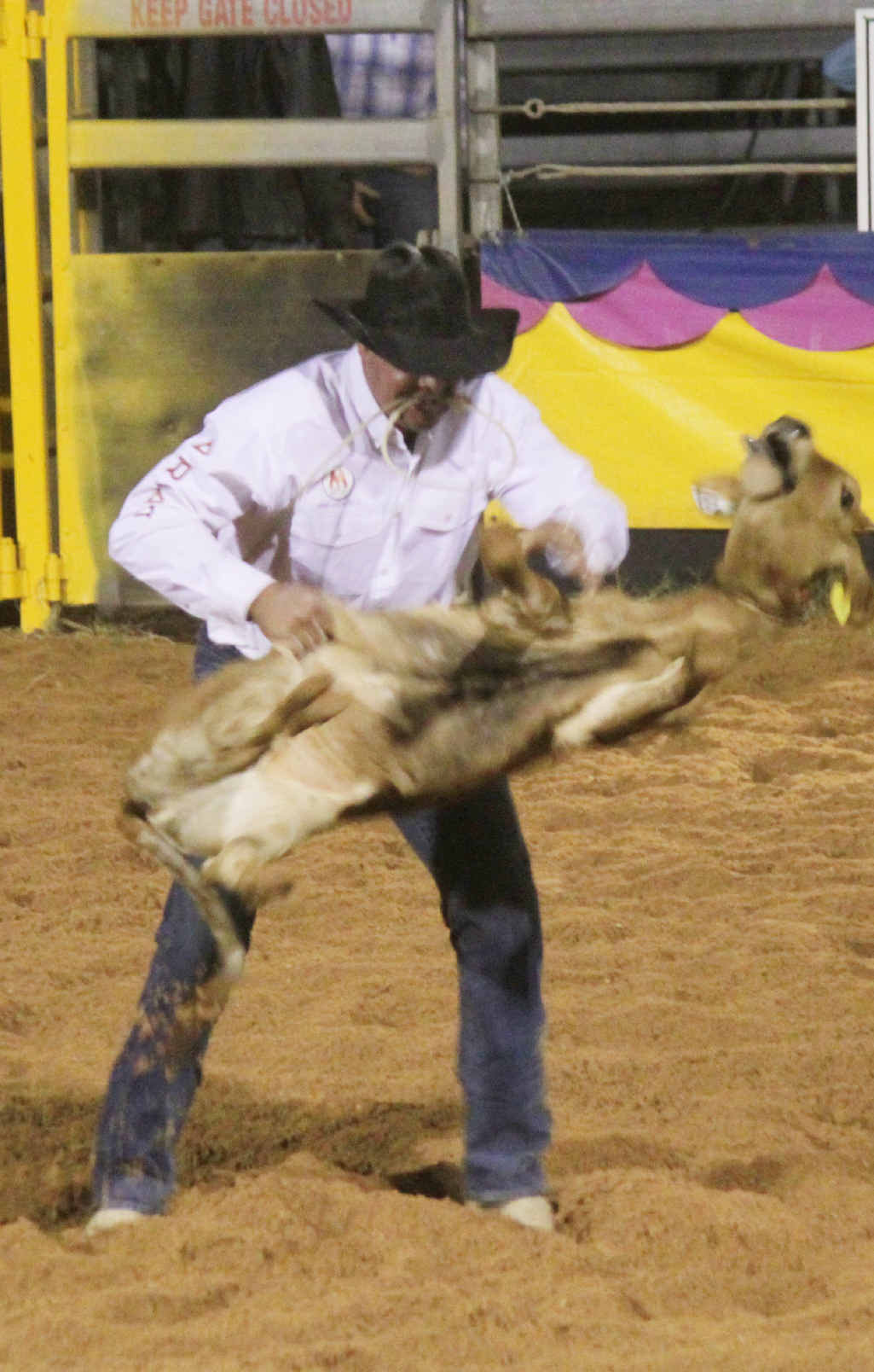 TOP TIME: Shane Kenny picks and flicks the stock in the rope and tie event. TOP TIME: Shane Kenny picks and flicks the stock in the rope and tie event.
