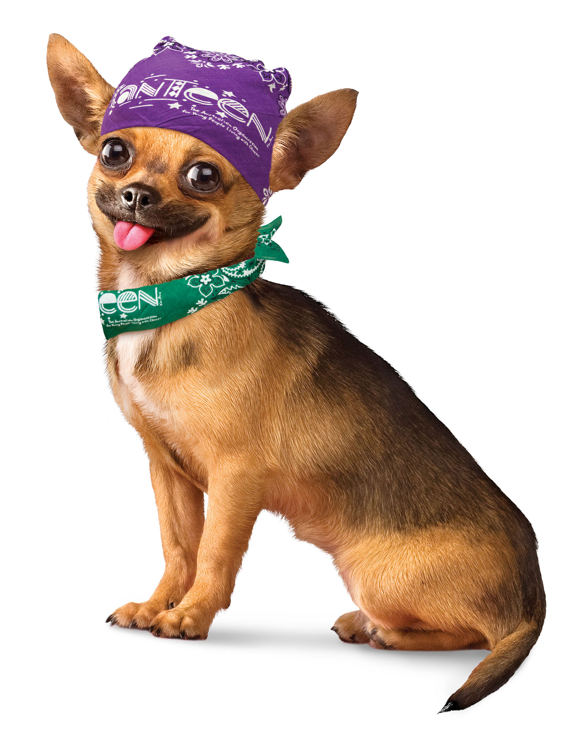 Wendys is giving away a year of ice cream for the best pooch bandanna photo. Wendys is giving away a year of ice cream for the best pooch bandanna photo.
