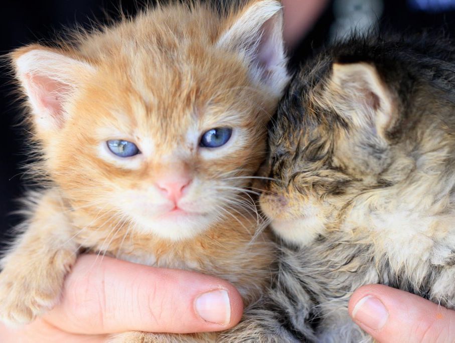 Volunteers plead with people to desex their cats