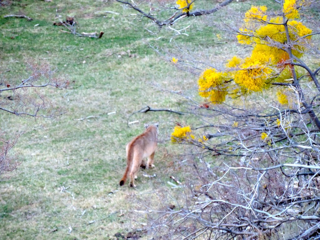 A Puma strolls along along the ridge opposite Las Torres hotel. A Puma strolls along along the ridge opposite Las Torres hotel.