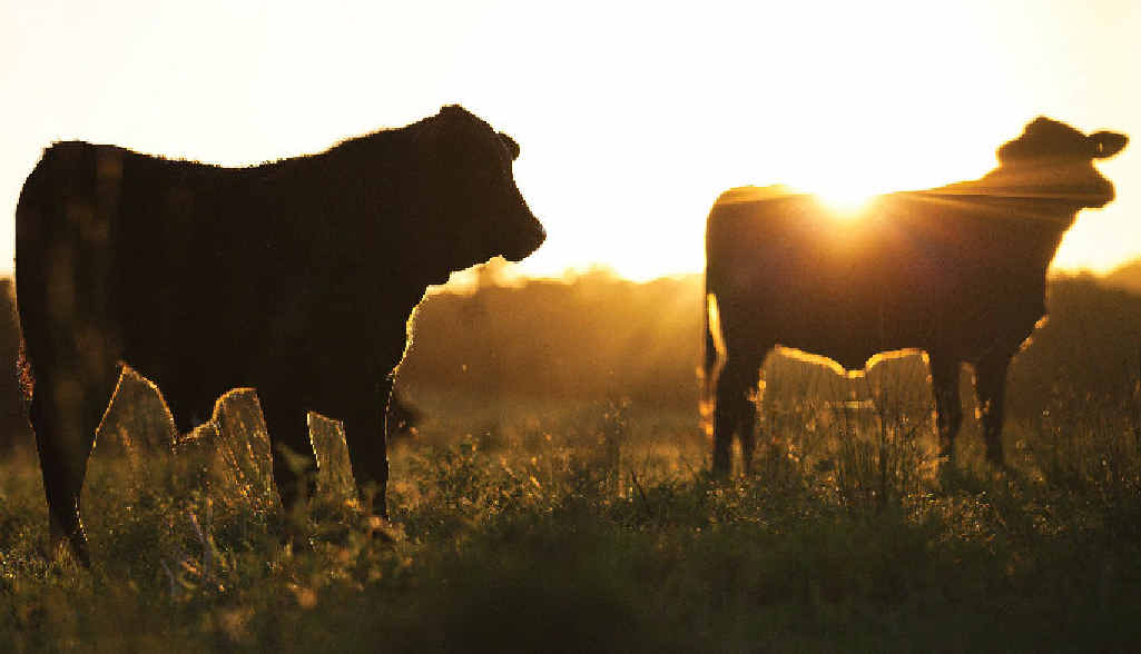 A MOMENT IN TIME: Daniel Ridgley Hewitt captures a moment with some cows at sunrise. A MOMENT IN TIME: Daniel Ridgley Hewitt captures a moment with some cows at sunrise.
