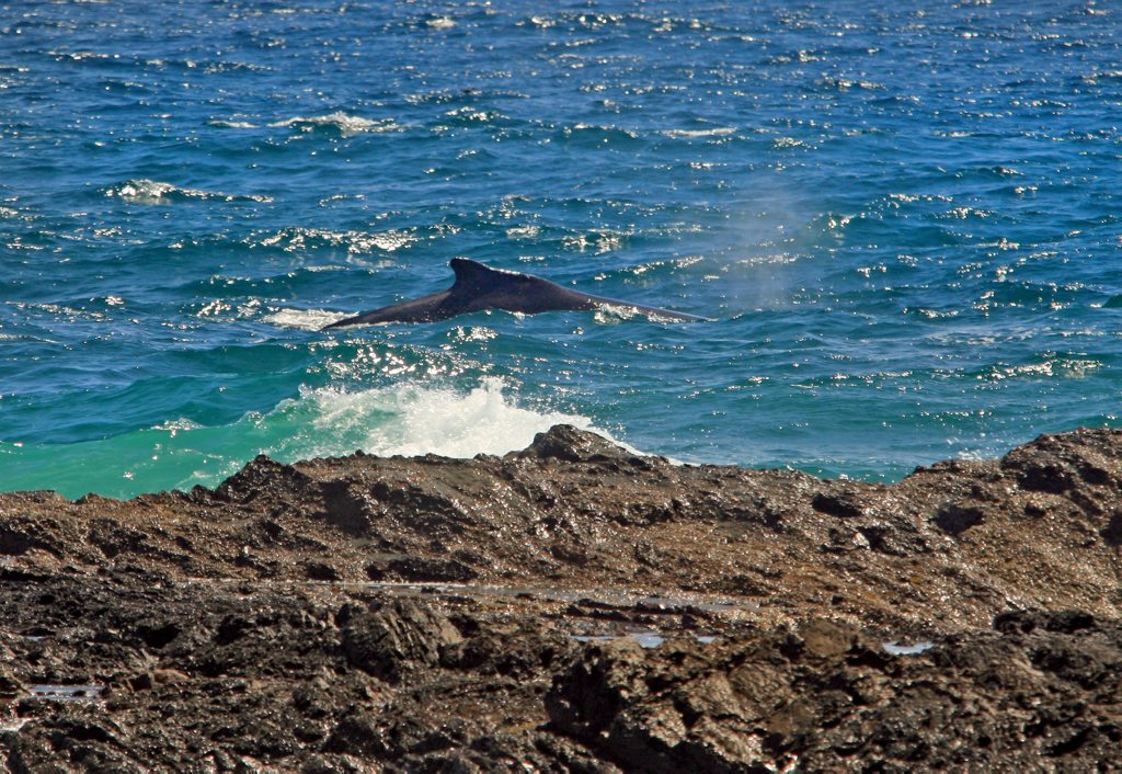 Humpbacks heading south came within metres of Snapper Rocks. Humpbacks heading south came within metres of Snapper Rocks.