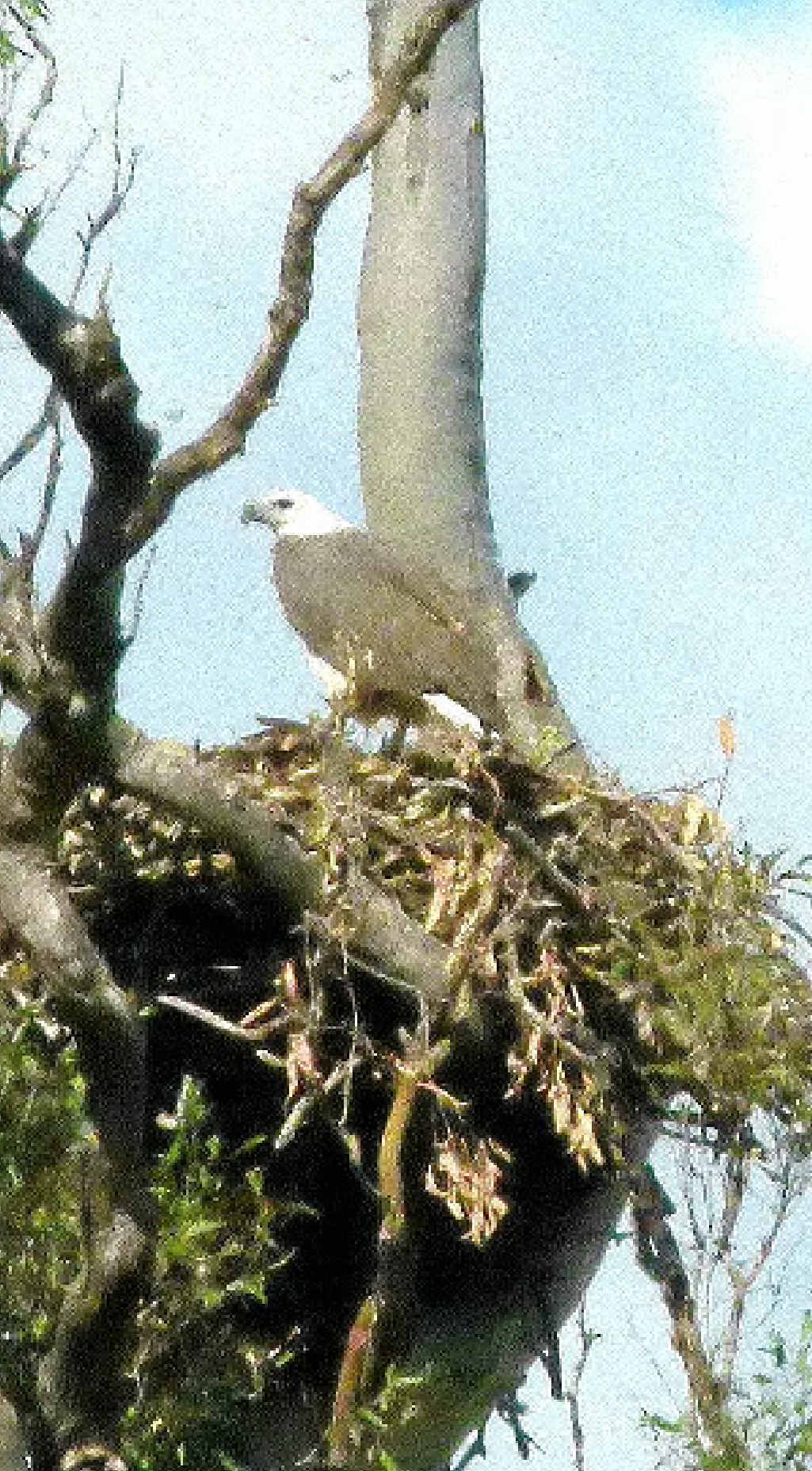An adult female white-breasted sea eagle rests on the large nest. An adult female white-breasted sea eagle rests on the large nest.