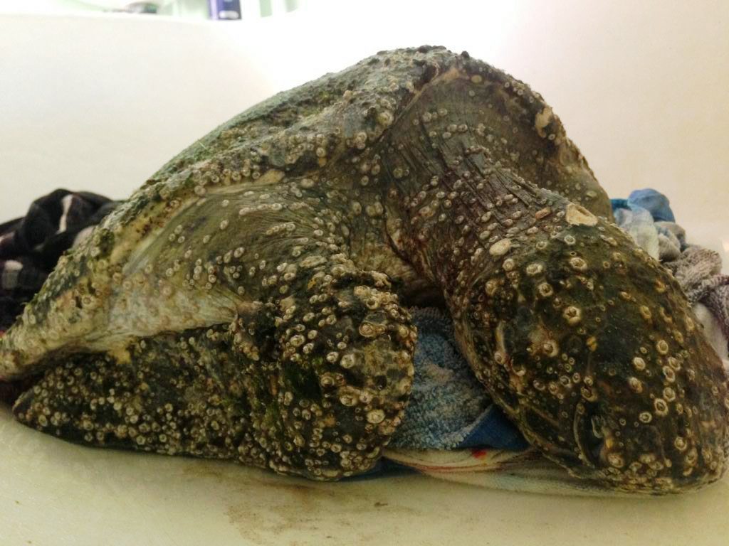 The sick green turtle in Tim Jack Adams bath. The turtle, dubbed Molly, may have ingested plastic. The sick green turtle in Tim Jack Adams bath. The turtle, dubbed Molly, may have ingested plastic.