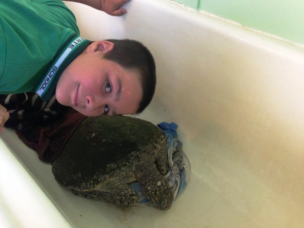 Marine Action Conservation Society eco-ranger Josh Kook with the sick green turtle in Tim Jack Adams bath. Marine Action Conservation Society eco-ranger Josh Kook with the sick green turtle in Tim Jack Adams bath.