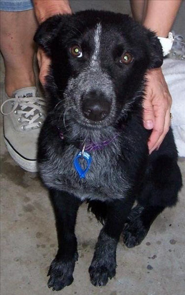 Ellie Female Australian cattle dog Photo Contributed Ellie Female Australian cattle dog Photo Contributed