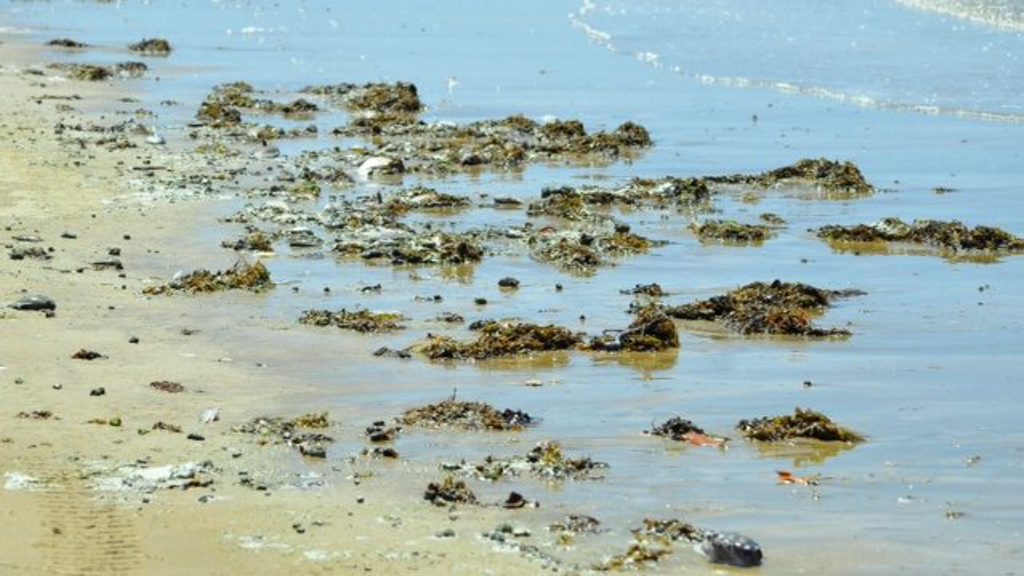 WASHED UP: Thousands of dead fish have been appearing at South End on Curtis Island. WASHED UP: Thousands of dead fish have been appearing at South End on Curtis Island.