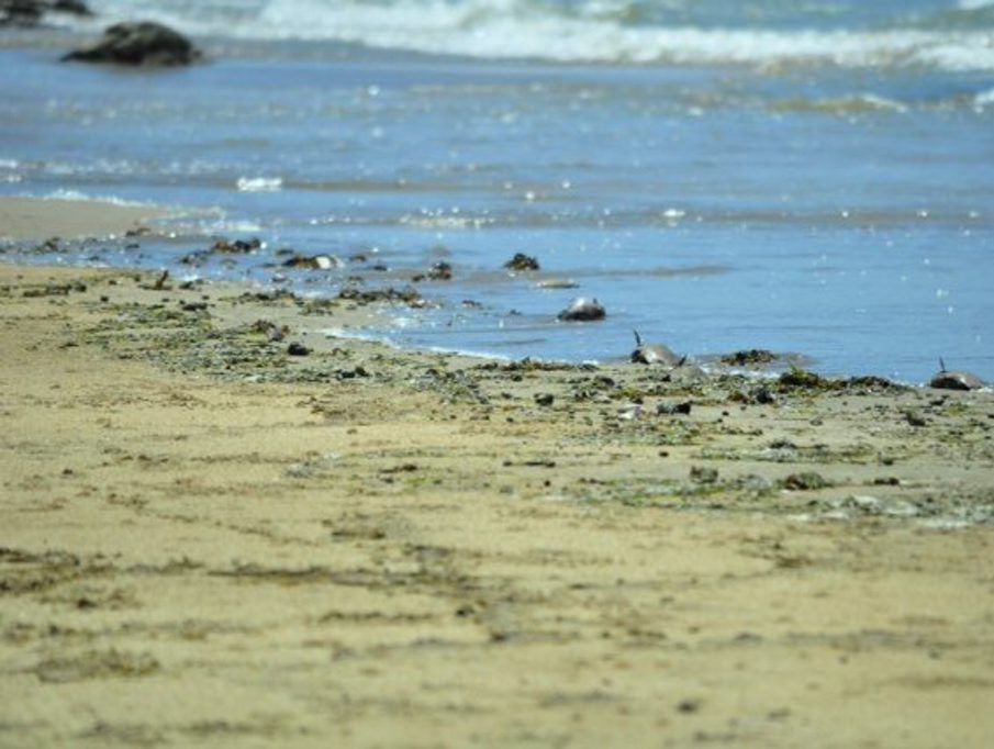 WASHED UP: Thousands of dead fish have been appearing at South End on Curtis Island. WASHED UP: Thousands of dead fish have been appearing at South End on Curtis Island.