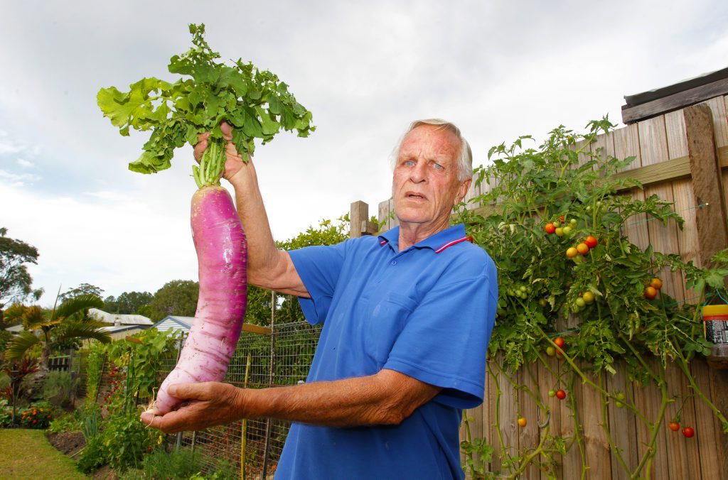 Image for sale: Nambour's Kerry Austin has grown a very large radish from seed in his backyard vegetable garden. He does know what variety it is. Photo: Brett Wortman / Sunshine Coast Daily