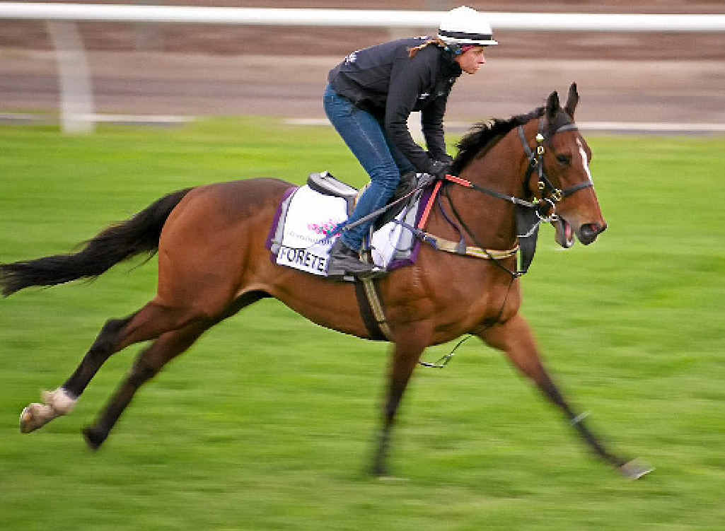 Foreteller stretches out in trackwork Foreteller stretches out in trackwork
