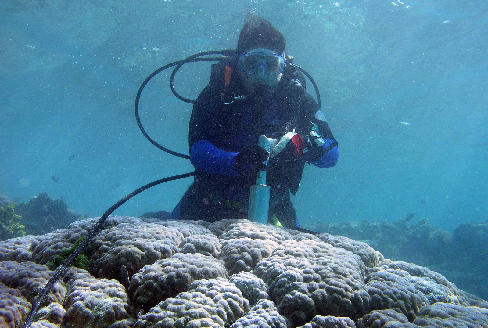 ANU's Dr Jennie Mallela takes a coral core skeleton sample. ANU's Dr Jennie Mallela takes a coral core skeleton sample.