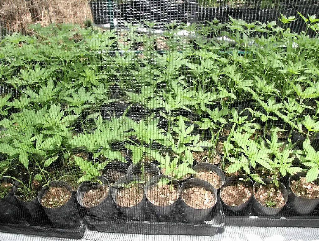 Gladstone detectives uncovered a significant stash of cannabis at a Muller St, Baffle Creek address. Gladstone detectives uncovered a significant stash of cannabis at a Muller St, Baffle Creek address.
