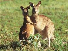 Kangaroos. Kangaroos.