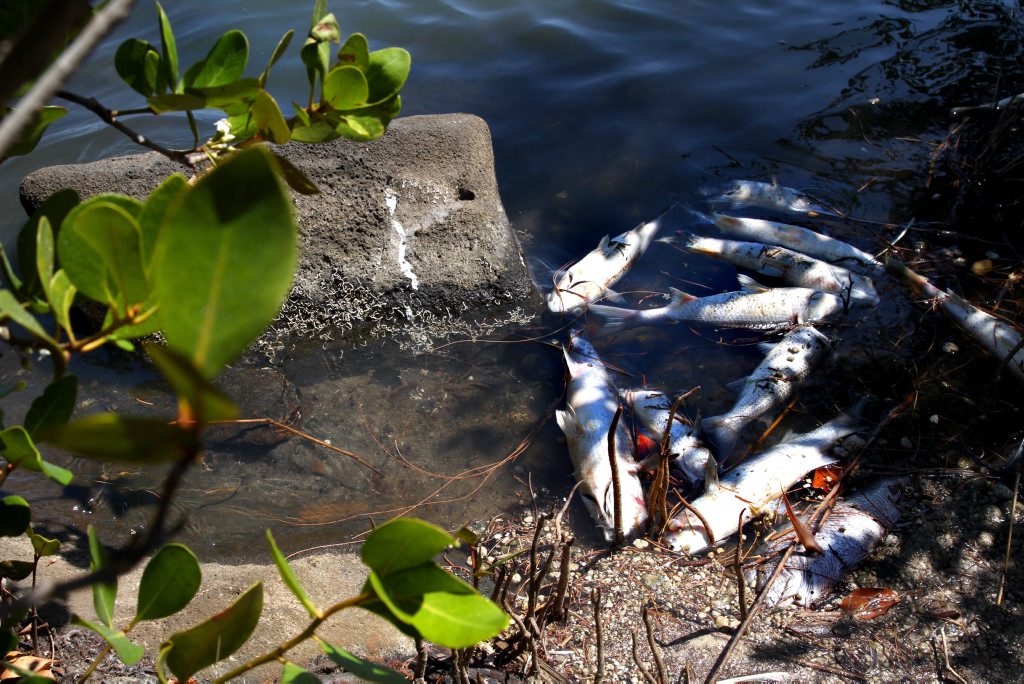FISH KILL: A large portion of dead fish have been found in the Bargara area near Moneys Creek. Photo: Zach Hogg / NewsMail FISH KILL: A large portion of dead fish have been found in the Bargara area near Moneys Creek. Photo: Zach Hogg / NewsMail