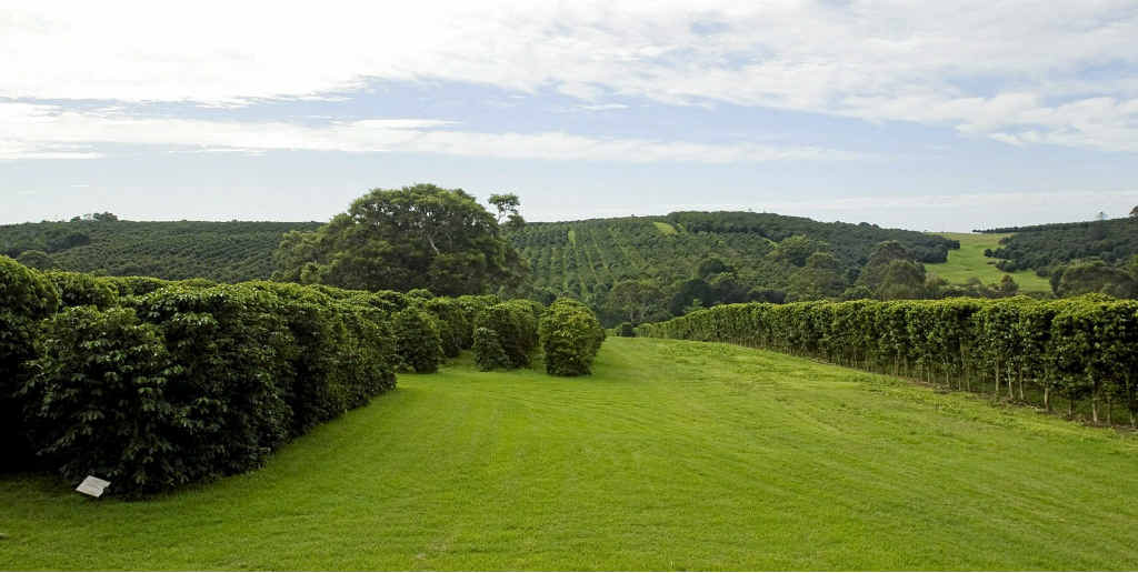 Zentveld’s coffee plantation at Newrybar. Zentveld’s coffee plantation at Newrybar.