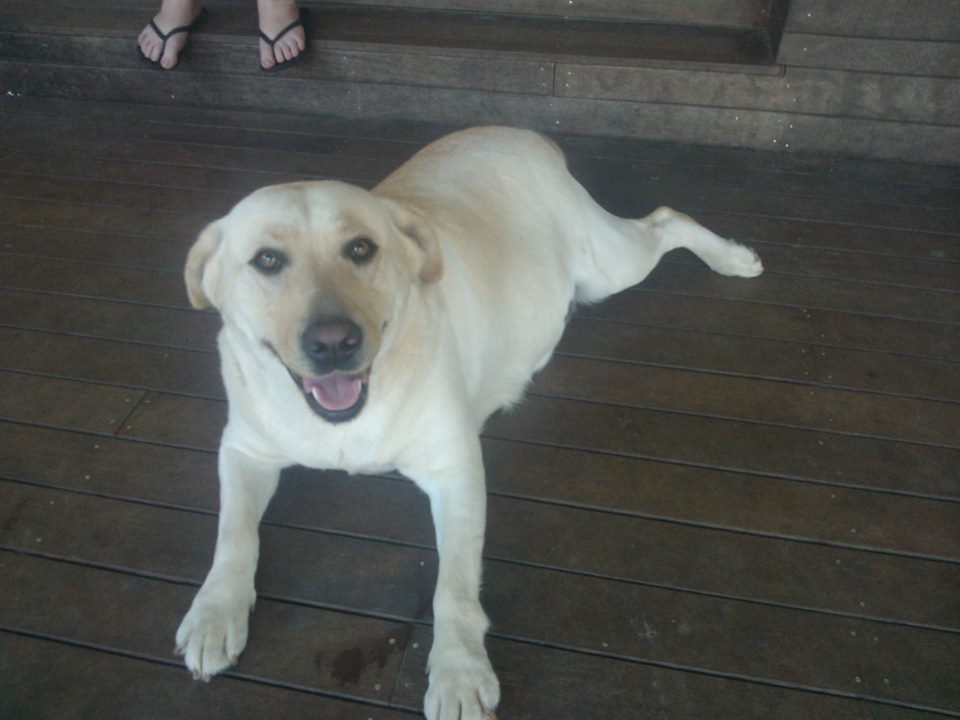 Sammy is missing in bush near Wildhorse Mountain. Sammy is missing in bush near Wildhorse Mountain.