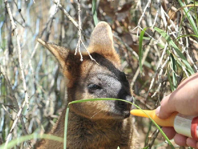 SURVIVOR: Lucky the Swamp Wallaby, rescued at Belongil in September, is doing well after being given the kiss of life by Melbourne tourist Mick Hussin. SURVIVOR: Lucky the Swamp Wallaby, rescued at Belongil in September, is doing well after being given the kiss of life by Melbourne tourist Mick Hussin.