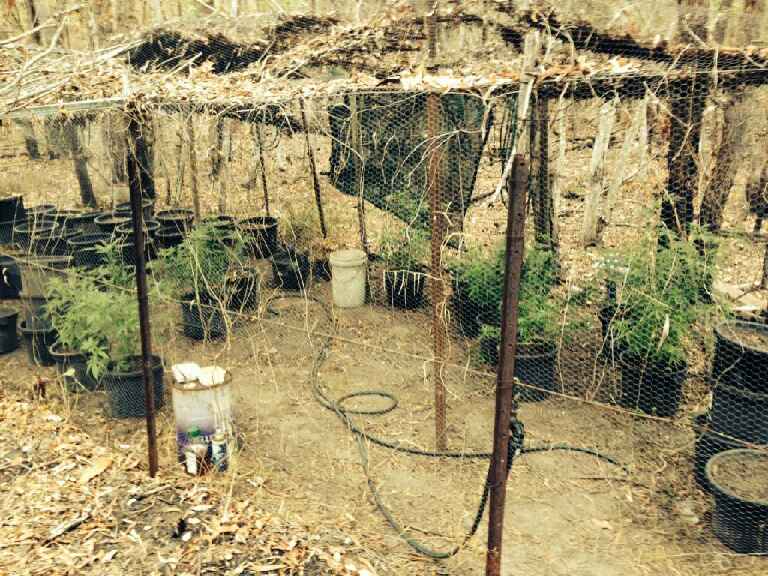 Police have uncovered a cannabis plantation worth $100,000 at Tannum Sands Rd. Police have uncovered a cannabis plantation worth $100,000 at Tannum Sands Rd.