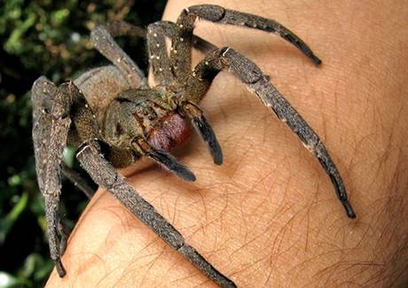 A Brazilian wandering spider Photo: João P. Burini via WikiCommons A Brazilian wandering spider Photo: João P. Burini via WikiCommons