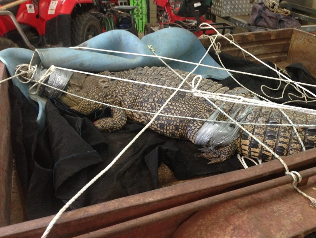 The captured Mary River croc. The captured Mary River croc.