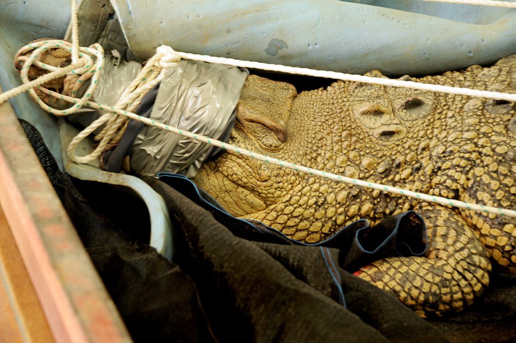 This crocodile captured in the Mary River will be examined to confirm its sex and whether it is about to lay eggs. This crocodile captured in the Mary River will be examined to confirm its sex and whether it is about to lay eggs.