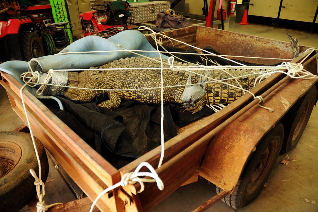 The captured Mary River crocodile ready to be relocated to a tourist park in Rockhampton. The captured Mary River crocodile ready to be relocated to a tourist park in Rockhampton.