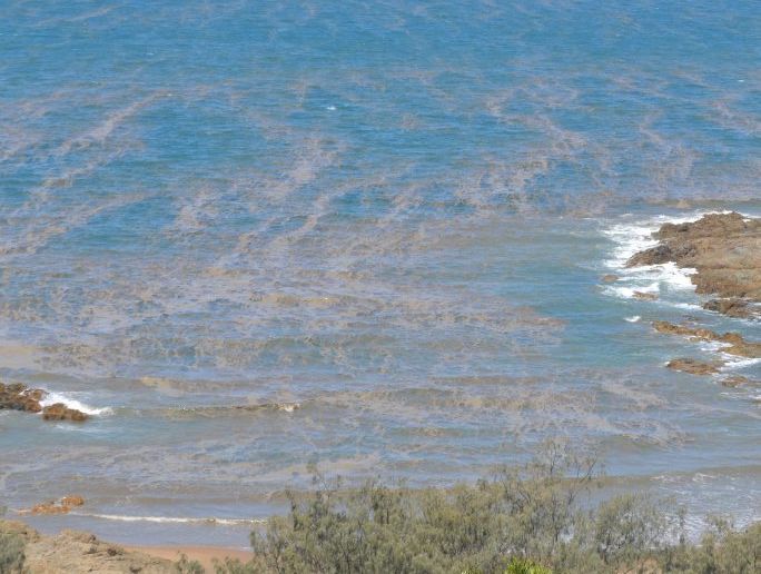 Algal blooms are common in the coastal waters of the Gladstone region at this time of year. Algal blooms are common in the coastal waters of the Gladstone region at this time of year.