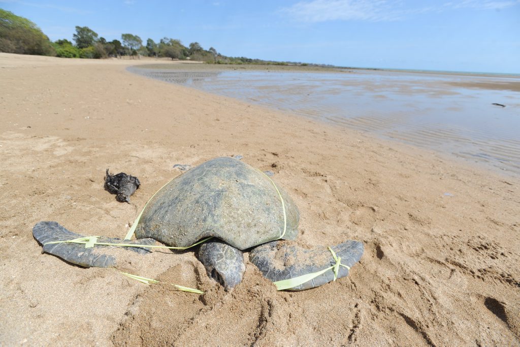 A dead turtle has washed up on the beach at Pialba near Beach Rd. A dead turtle has washed up on the beach at Pialba near Beach Rd.
