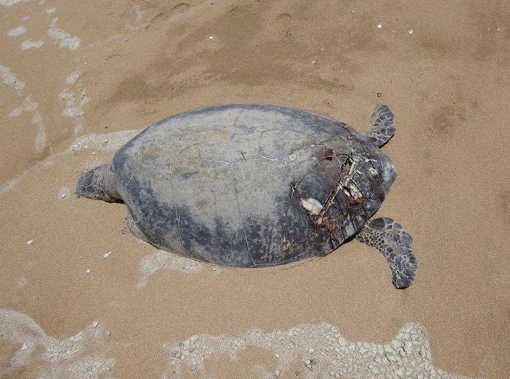 Dead turtles found washed ashore on Curtis Island yesterday Photo Contributed Dead turtles found washed ashore on Curtis Island yesterday Photo Contributed