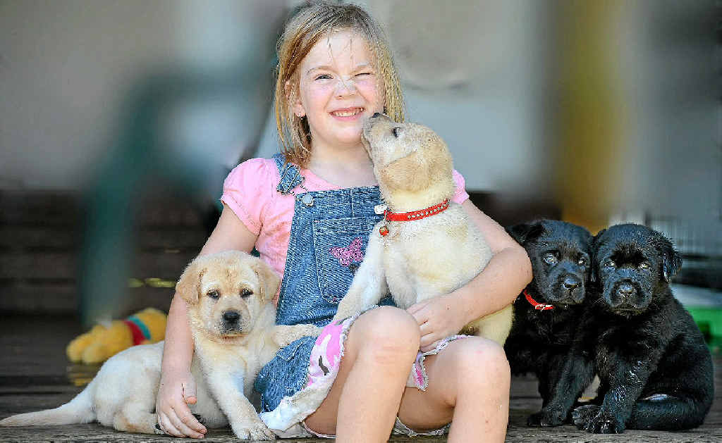 LOST PET: Jamie McCarthy, 5, is missing Sammy (pictured below), the mother of her puppies. LOST PET: Jamie McCarthy, 5, is missing Sammy (pictured below), the mother of her puppies.