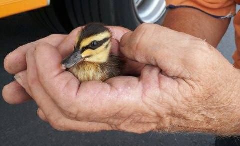 Maroochydore firefighters rescued some baby ducks from a drain. Maroochydore firefighters rescued some baby ducks from a drain.