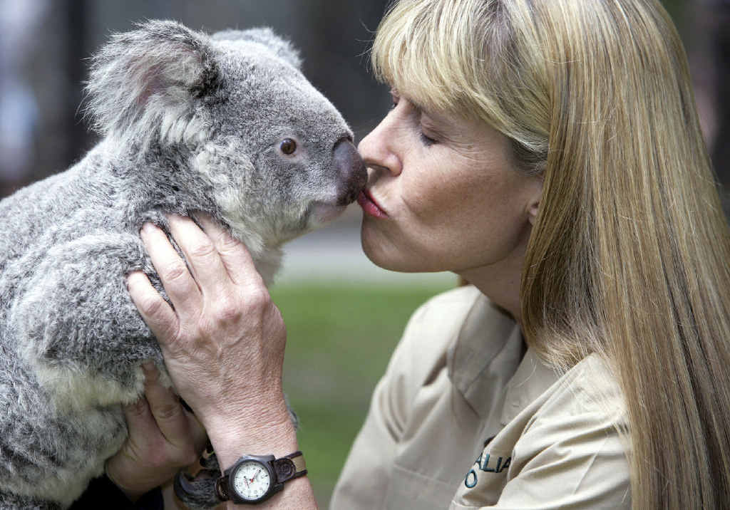 CUTE AS A BUTTON: One of the koalas at Australia Zoo receives a smooch from Terri. CUTE AS A BUTTON: One of the koalas at Australia Zoo receives a smooch from Terri.