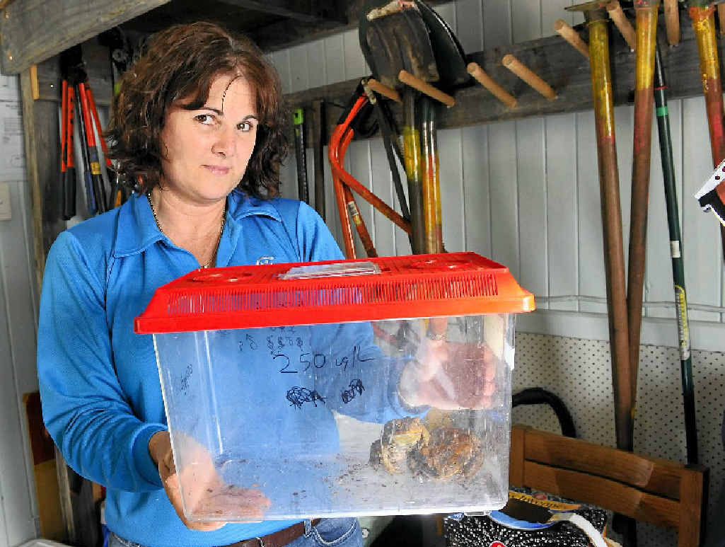 CATCH THOSE CRITTERS: Toadbusting will continue every Tuesday night for the next month, at sites around the region. CATCH THOSE CRITTERS: Toadbusting will continue every Tuesday night for the next month, at sites around the region.
