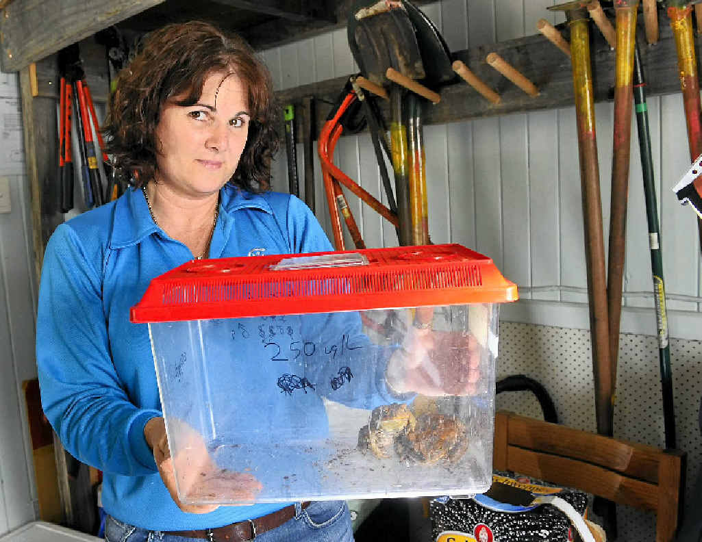 CATCH THOSE CRITTERS: Toadbusting will continue every Tuesday night for the next month, at sites around the region. CATCH THOSE CRITTERS: Toadbusting will continue every Tuesday night for the next month, at sites around the region.