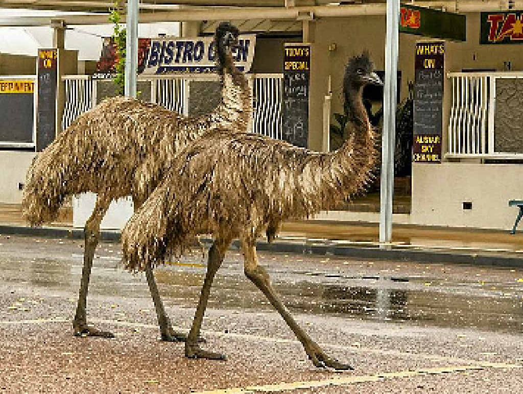 Emus have come to town in search of food and water as the drought takes hold at Longreach. Emus have come to town in search of food and water as the drought takes hold at Longreach.