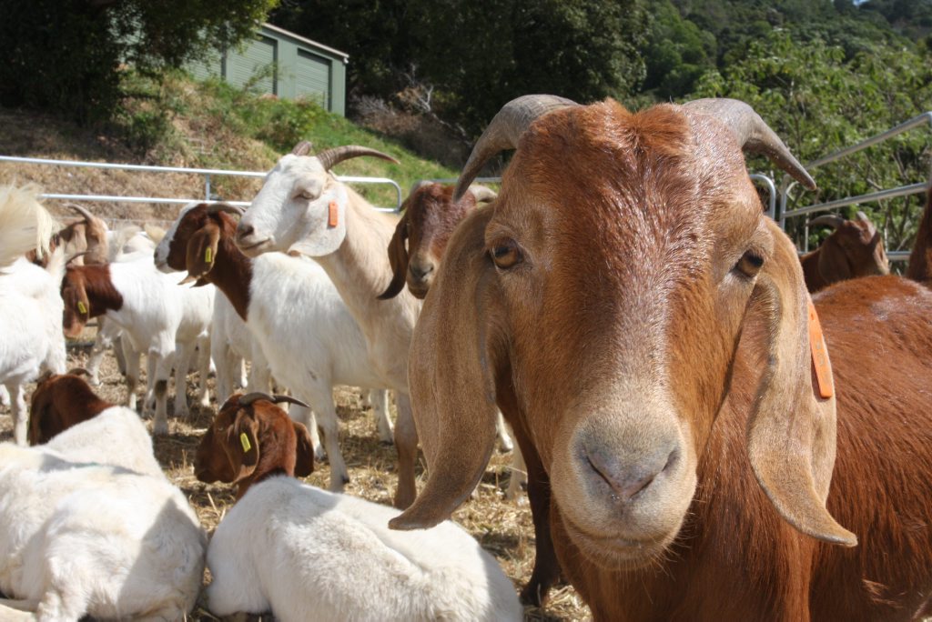 The future is looking bright for goat producers. The future is looking bright for goat producers.