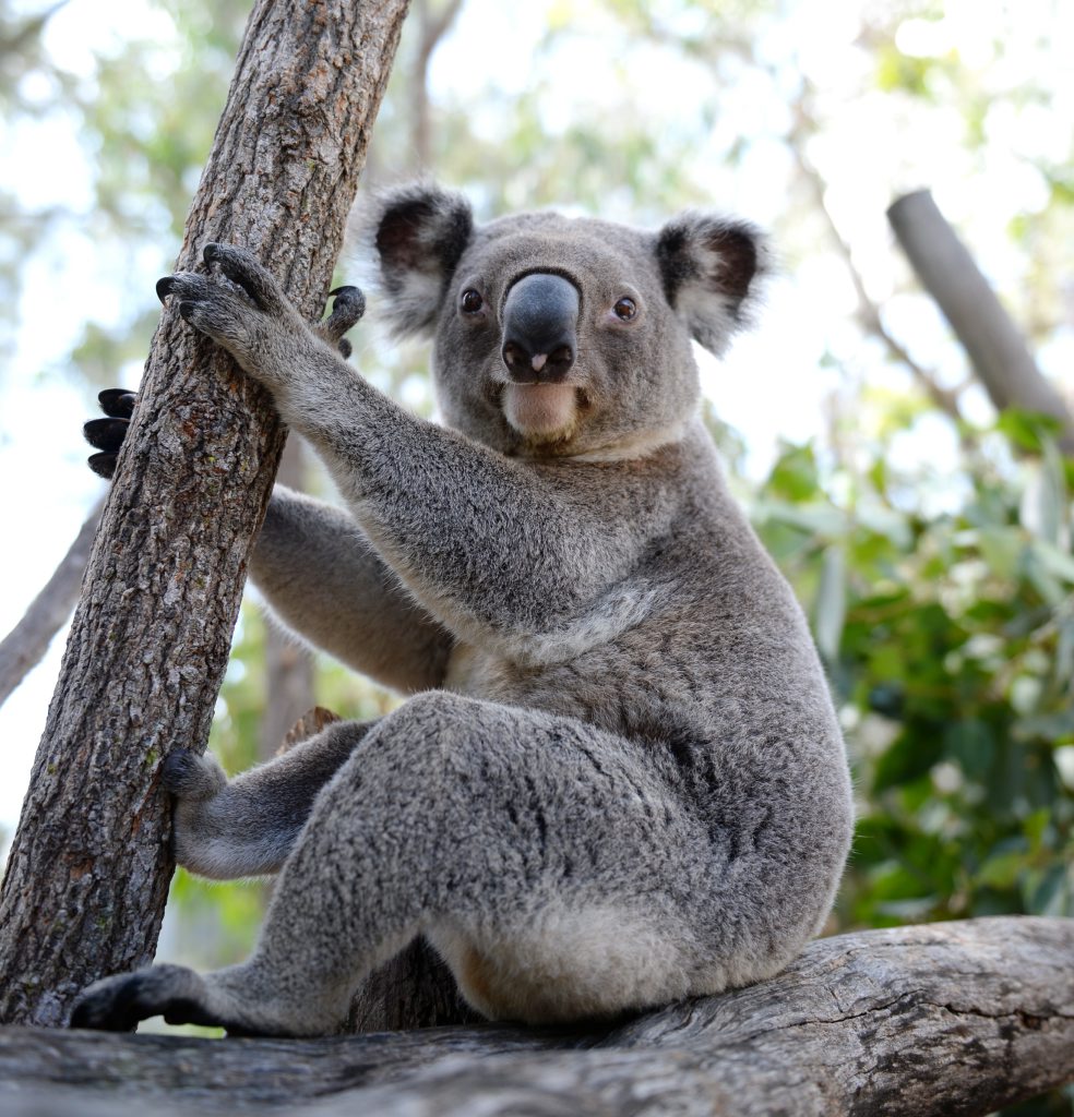 Lleyton the Koala lives at the Rockhampton Zoo