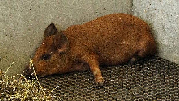 The pig allegedly smuggled into the Gabba is still worse for wear. Photo: RSPCA
The pig allegedly smuggled into the Gabba is still worse for wear. Photo: RSPCA