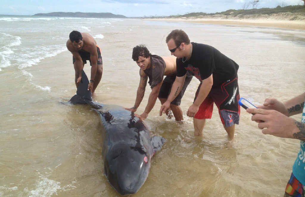 TOUGH RESCUE: The group attempts to return one of the whales to the ocean after they were washed up on Nine Mile Beach, near Five Rocks. TOUGH RESCUE: The group attempts to return one of the whales to the ocean after they were washed up on Nine Mile Beach, near Five Rocks.