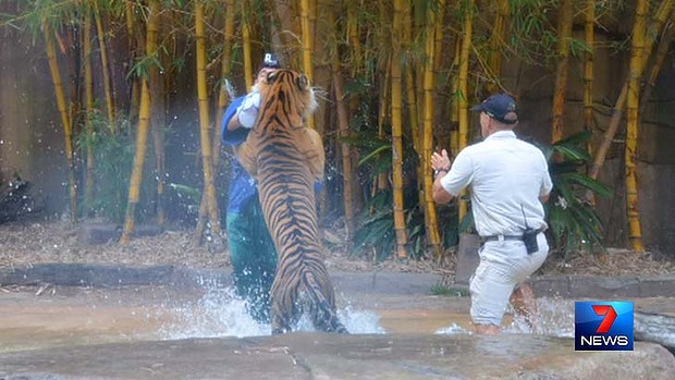 An Australia Zoo tiger handler is attacked. Image: Seven News An Australia Zoo tiger handler is attacked. Image: Seven News