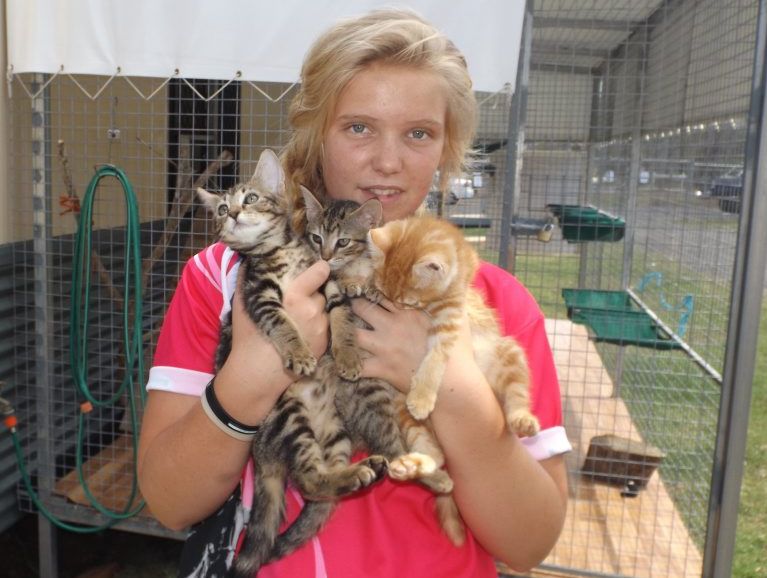 Maryborough Animal Refuge at full cat-pacity