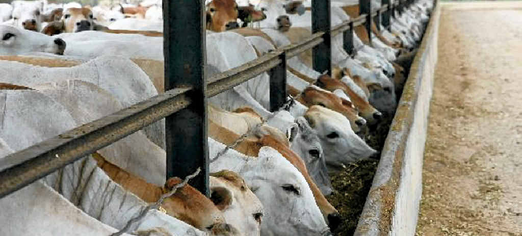 STILL EXPORTING: The Australian Livestock Exporters Council has played down fears of a possible ban on live cattle exports to Indonesia. STILL EXPORTING: The Australian Livestock Exporters Council has played down fears of a possible ban on live cattle exports to Indonesia.