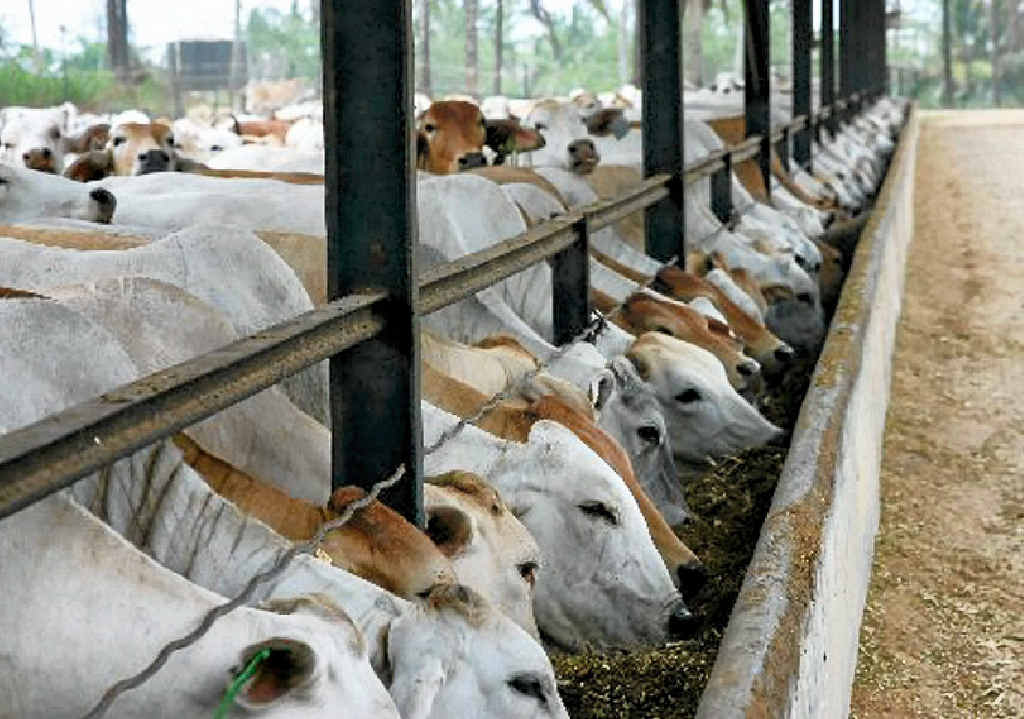 Shadow agriculture minister Deb Frecklington and new Agriculture Minister Bill Byrne disagree on the live export of cattle from Port Alma. Shadow agriculture minister Deb Frecklington and new Agriculture Minister Bill Byrne disagree on the live export of cattle from Port Alma.