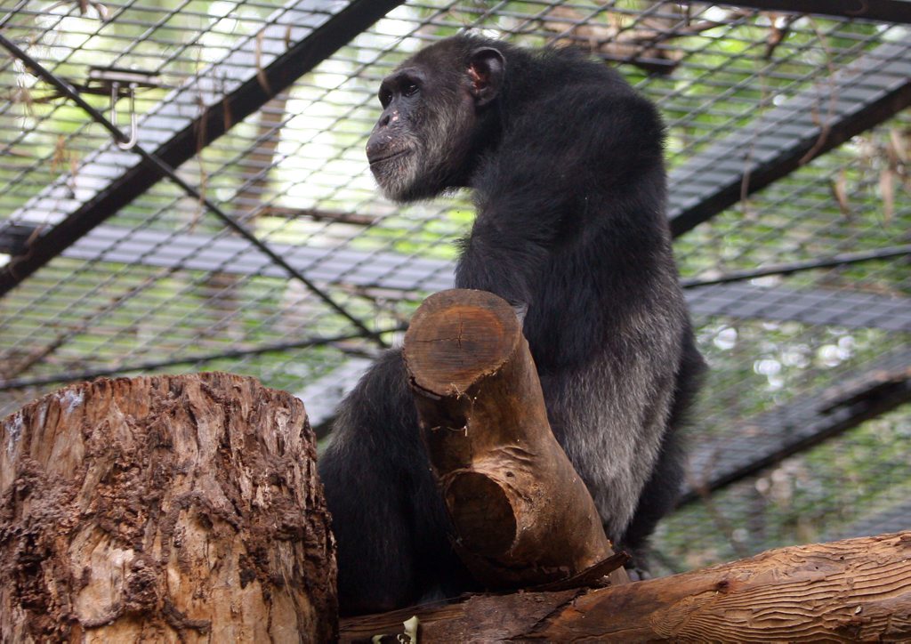 ockie12c Ockie the chimp at the Rockhampton Zoo CHRIS ISON CI12-0310-13 ockie12c Ockie the chimp at the Rockhampton Zoo CHRIS ISON CI12-0310-13