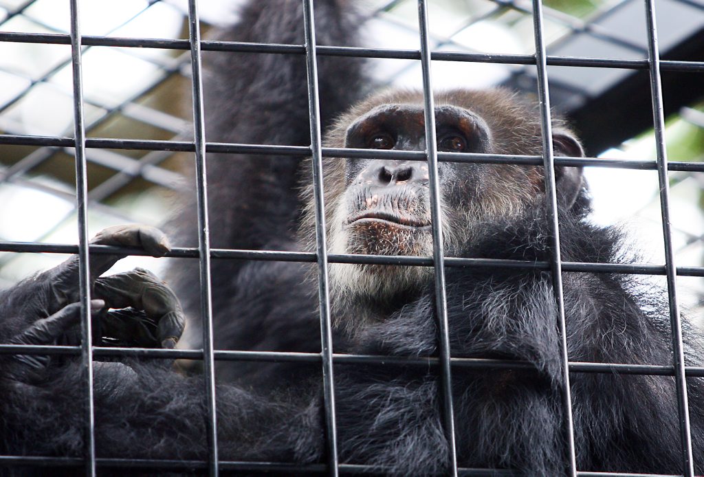 ockie12d Ockie the chimp at the Rockhampton Zoo CHRIS ISON CI12-0310-14 ockie12d Ockie the chimp at the Rockhampton Zoo CHRIS ISON CI12-0310-14