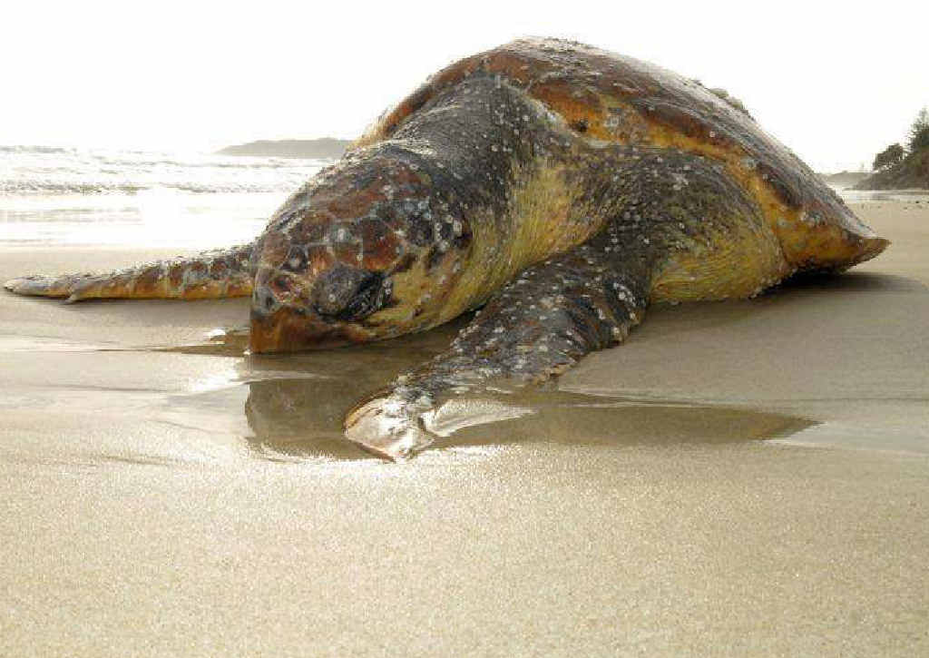A Southern Cross University marine science student and a Dolphin Marine Magic veterinarian are trying to understand why turtles are stranding themselves. A Southern Cross University marine science student and a Dolphin Marine Magic veterinarian are trying to understand why turtles are stranding themselves.