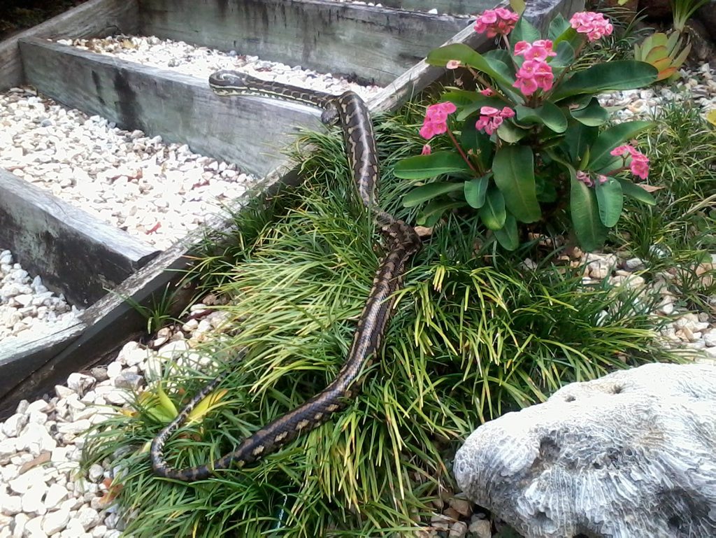 KARINE Wilson has formed a motherly bond with a visiting carpet python. KARINE Wilson has formed a motherly bond with a visiting carpet python.