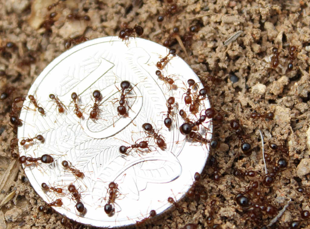 The red imported fire ants pose a huge threat to agriculture and Gladstone's outdoor lifestyle. The red imported fire ants pose a huge threat to agriculture and Gladstone's outdoor lifestyle.