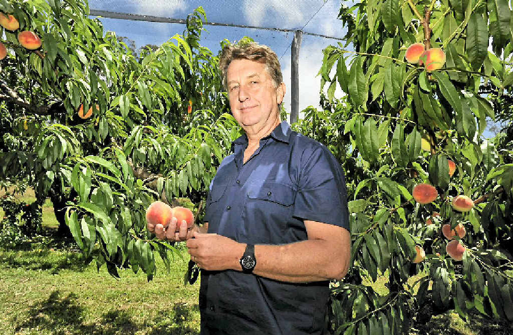 WORRIED: Mark Napper at his farm in Bangalow. WORRIED: Mark Napper at his farm in Bangalow.